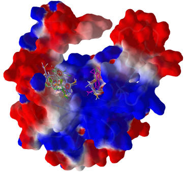 DNA GyrB docking with thiazoles